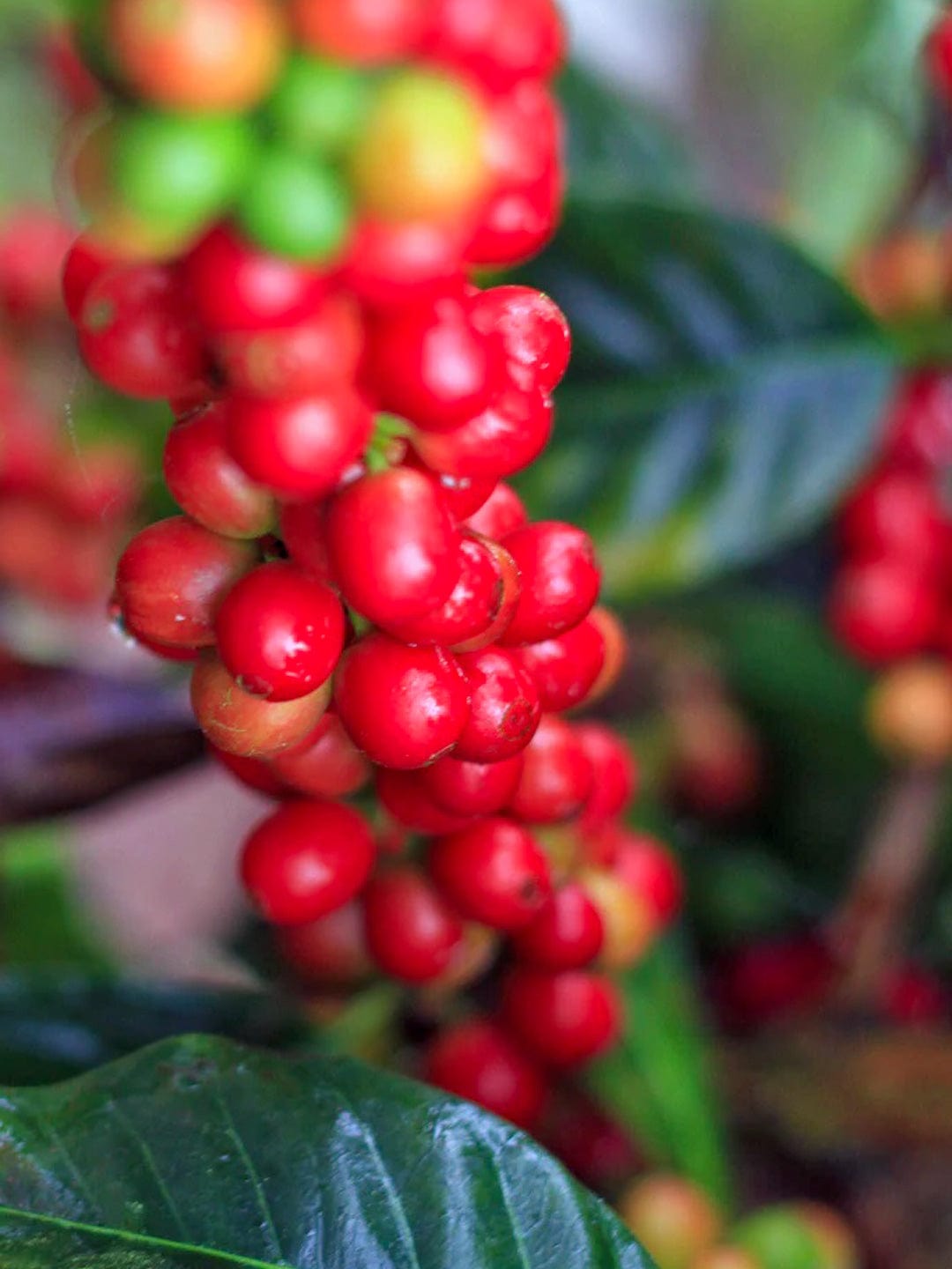 Honduras: Katia Duke - Finca San Isidro Washed - Loom Coffee Co.