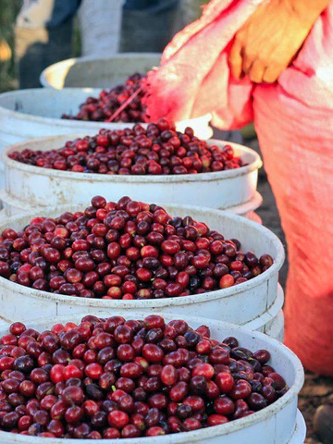 Honduras: Katia Duke - Finca San Isidro Washed - Loom Coffee Co.