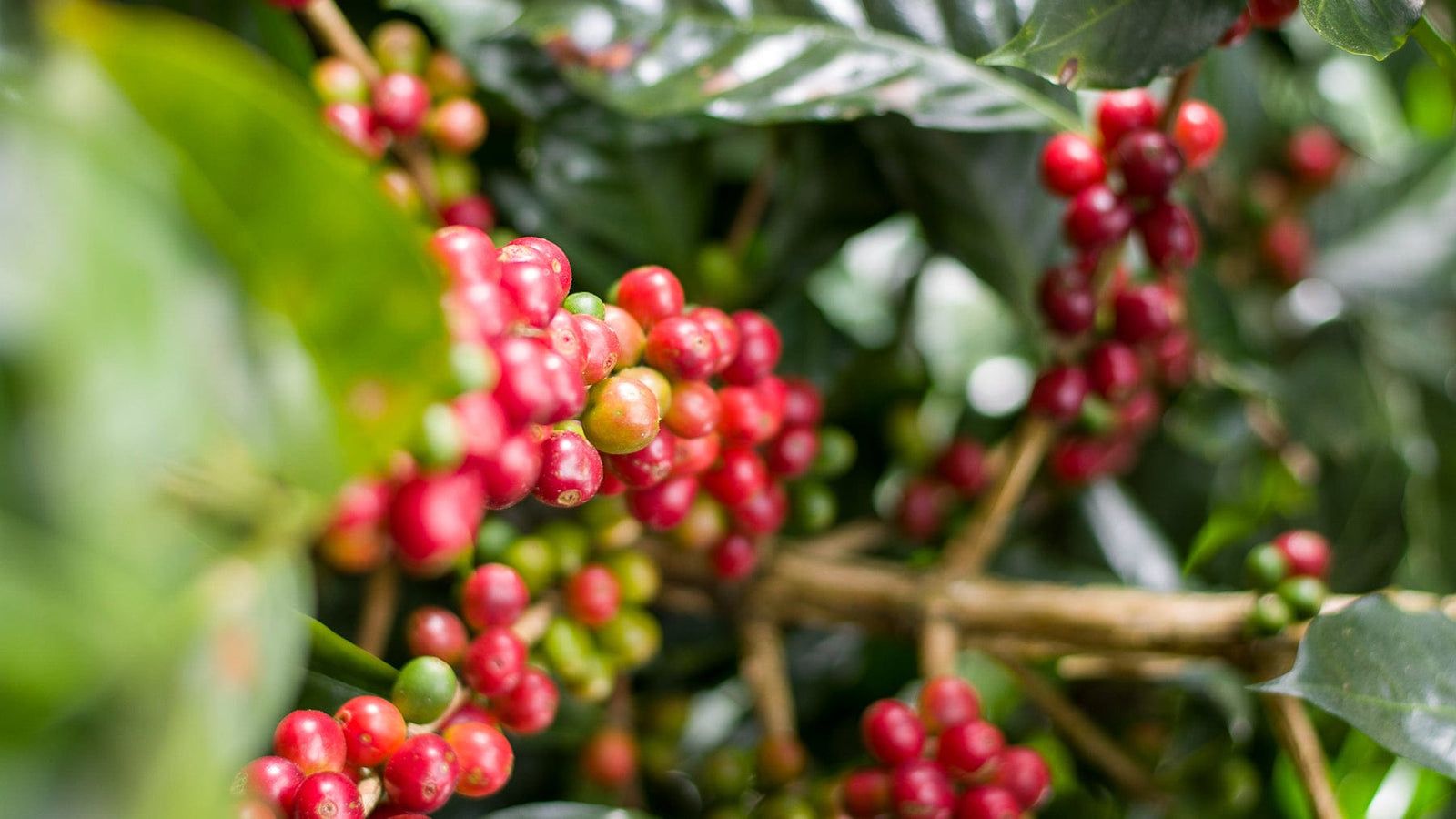 Honduras: De La Finca Marcala- Organic Honey Anaerobic- Loom Coffee Co