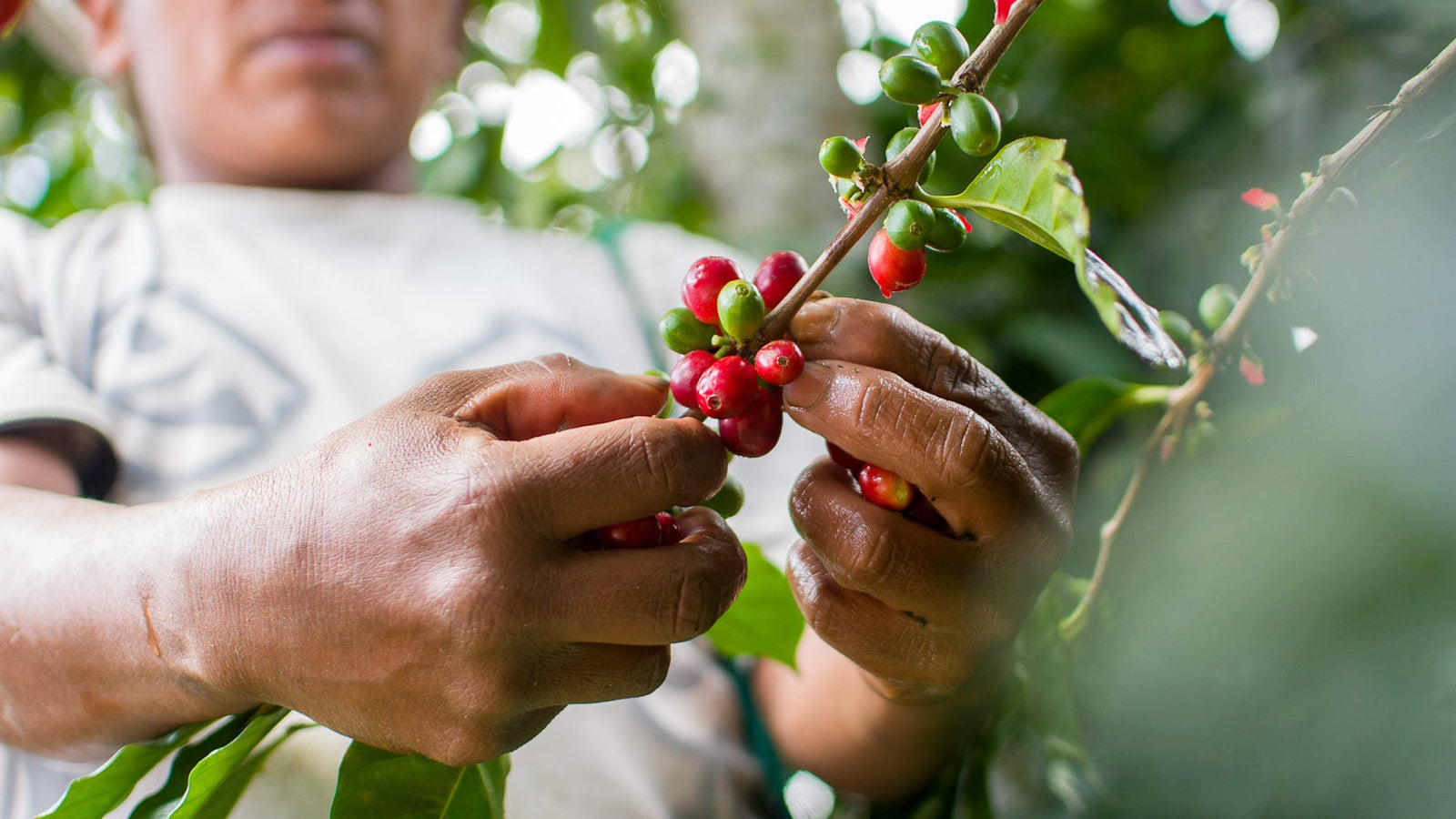 Honduras: De La Finca Marcala- Organic Honey Anaerobic- Loom Coffee Co