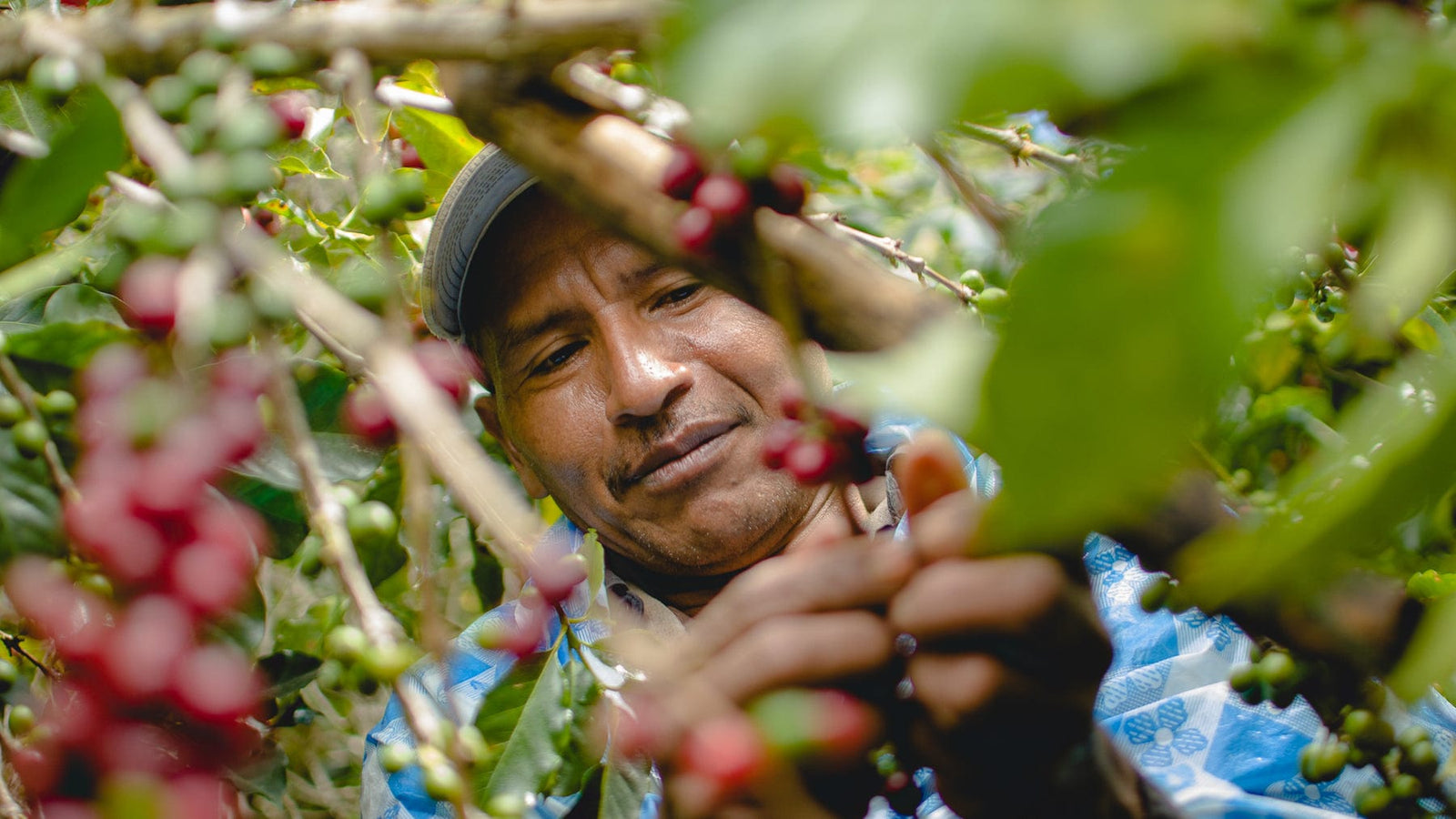Honduras: De La Finca Marcala- Organic Honey Anaerobic- Loom Coffee Co
