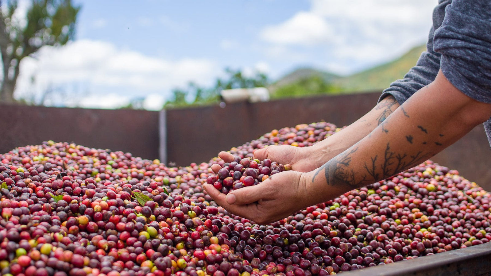 Honduras: De La Finca Marcala- Organic Honey Anaerobic- Loom Coffee Co