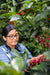 Loom Coffee Co. - Greensboro NC Roasters - Images from De La Finca Coffee Importers La Esmeralda Coffee Farm in Comayagua, Honduras. Coffee workers are shown harvesting and processing coffee beans.
