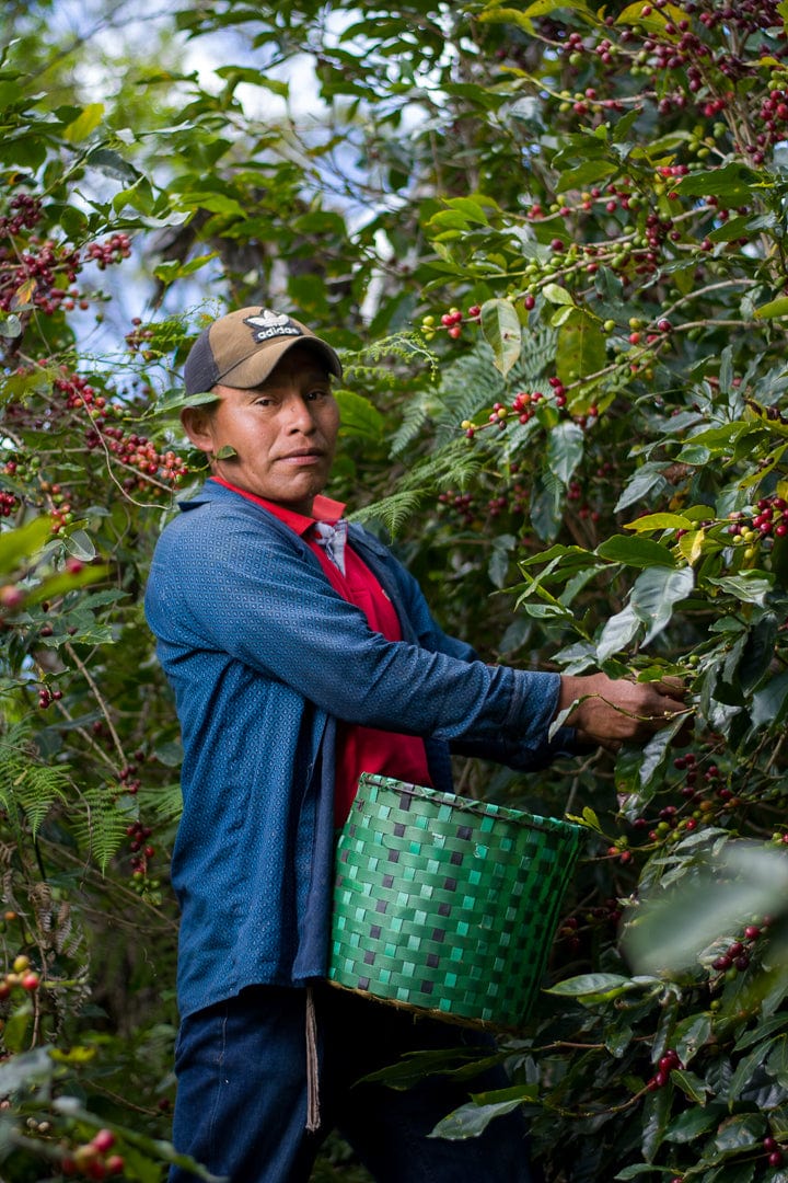 Honduras: De La Finca Marcala- Organic Honey Anaerobic- Loom Coffee Co