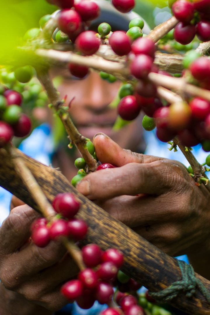 Honduras: De La Finca Marcala- Organic Honey Anaerobic- Loom Coffee Co