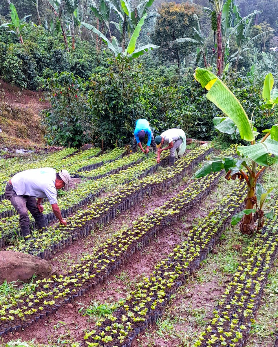 Nicaragua: Diamante Roja Washed - Loom Coffee Co.