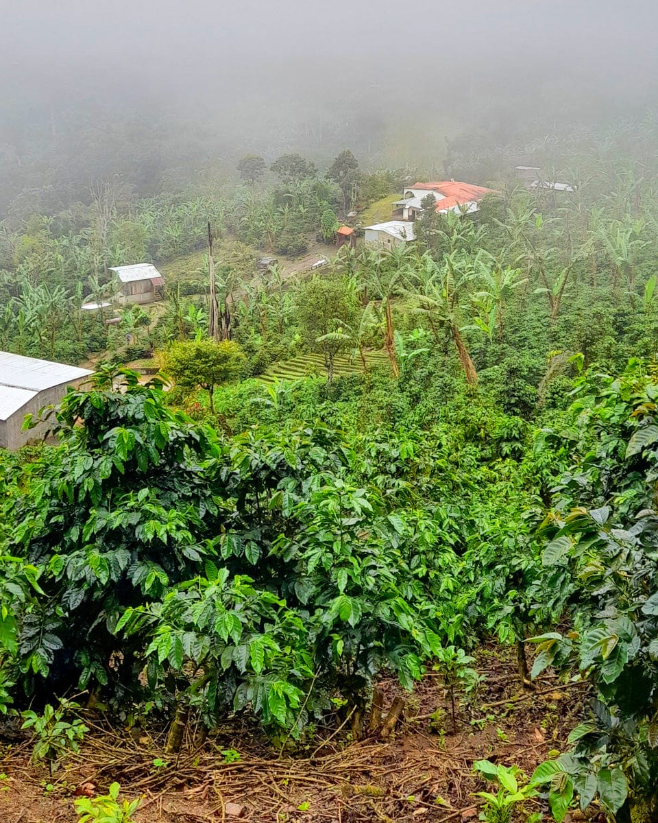 Nicaragua: Diamante Roja Washed - Loom Coffee Co.
