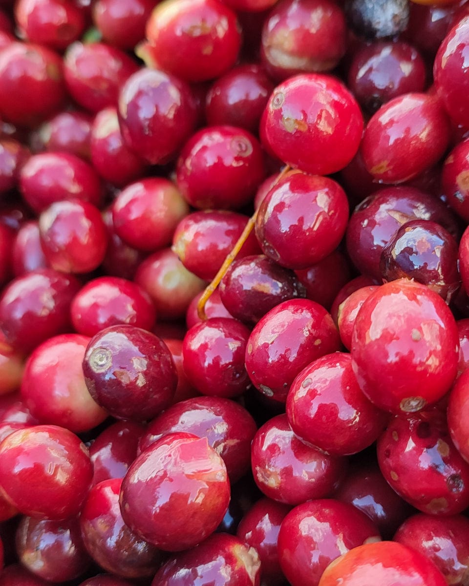 Nicaragua: Diamante Roja Washed - Loom Coffee Co.