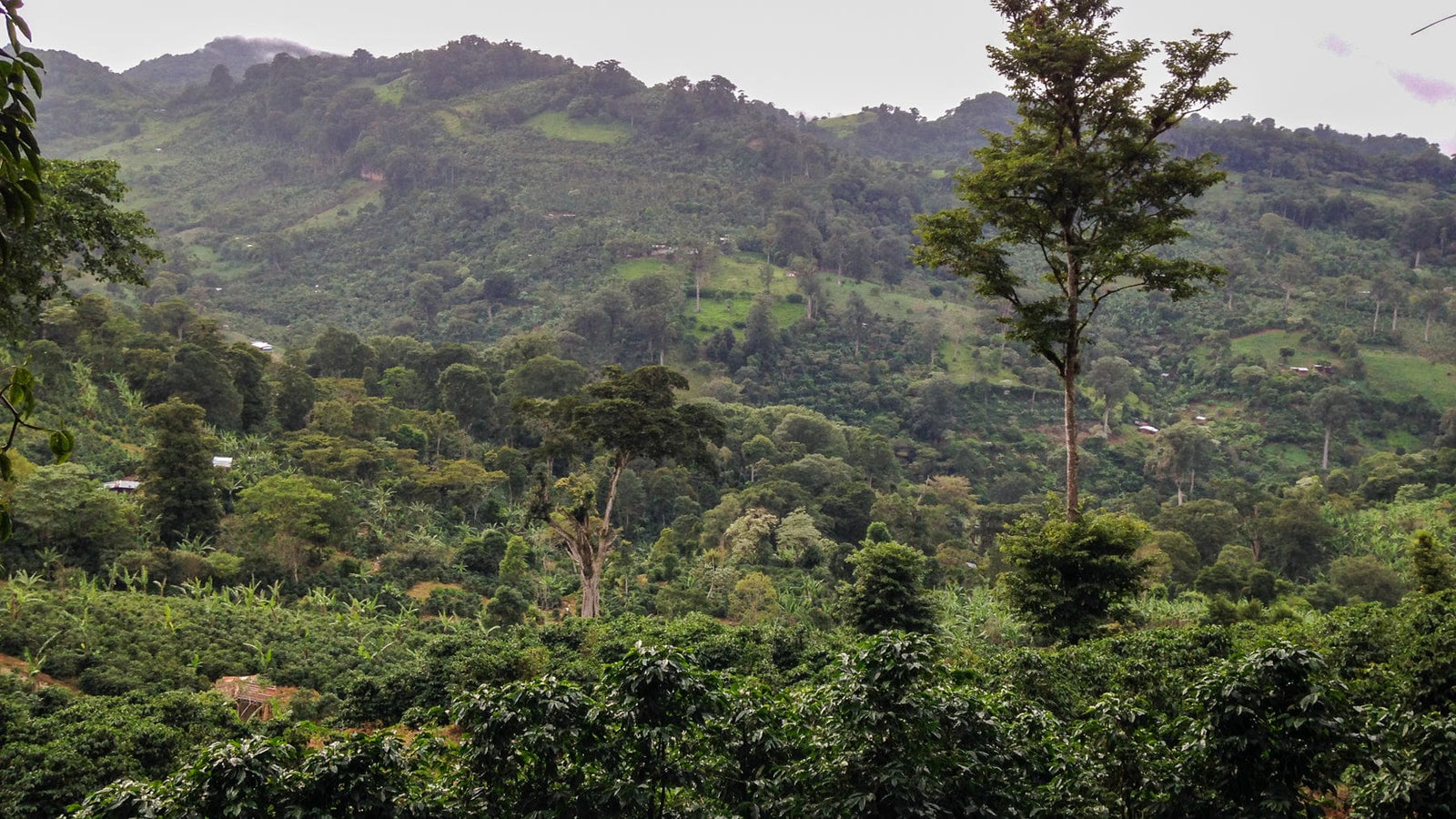 Nicaragua: Diamante Roja Washed - Loom Coffee Co.