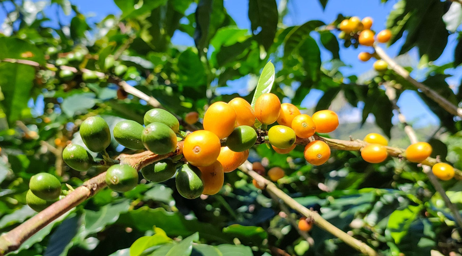 Nicaragua: Diamante Roja Washed - Loom Coffee Co.