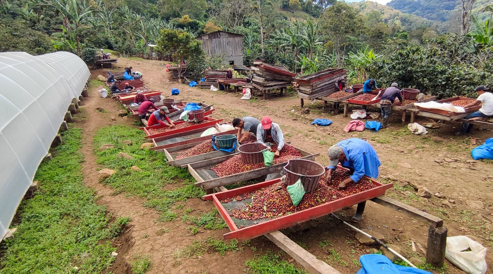 Nicaragua: Diamante Roja Washed - Loom Coffee Co.