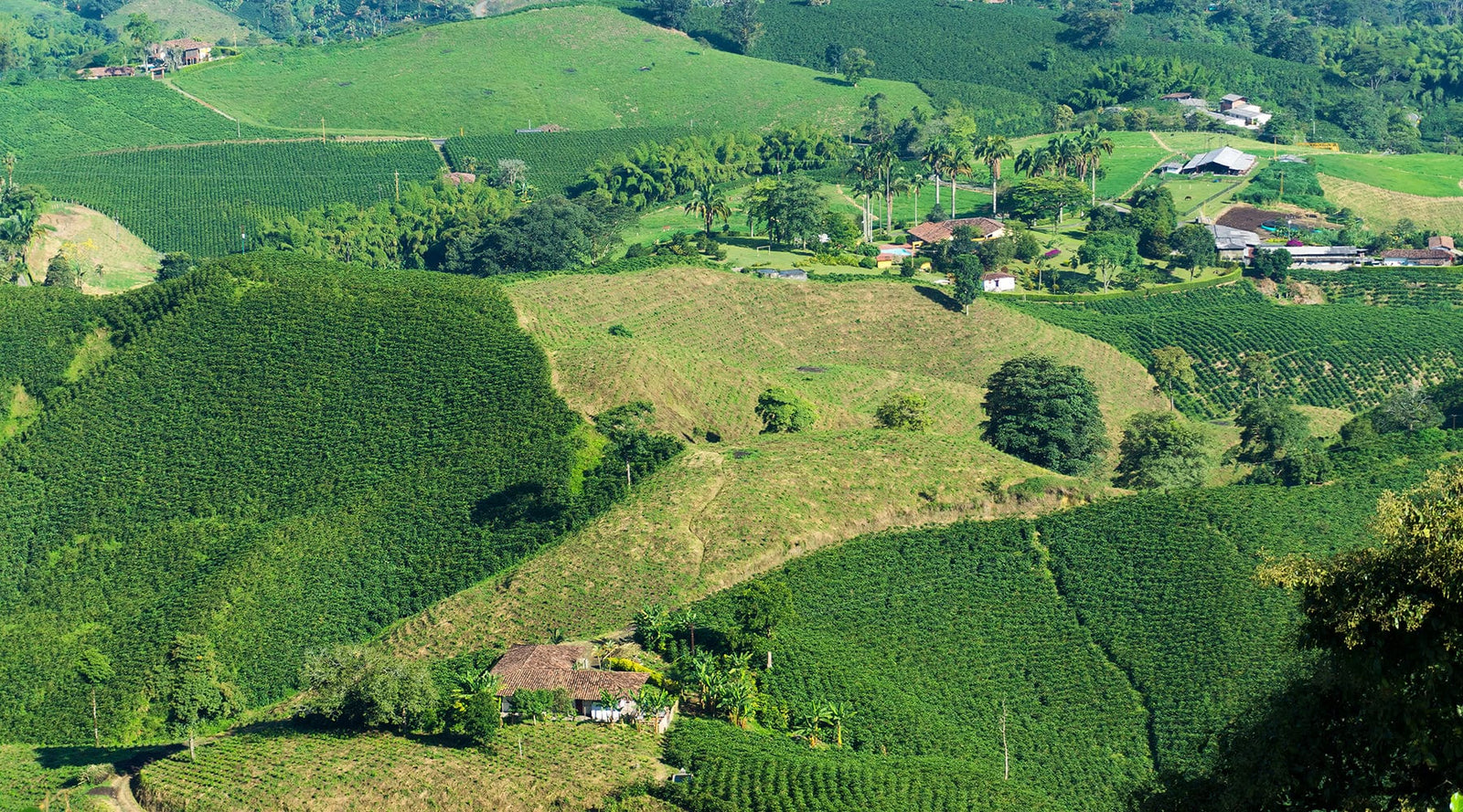 Brazil: Cerrado Paubrasil Natural - Loom Coffee Co.