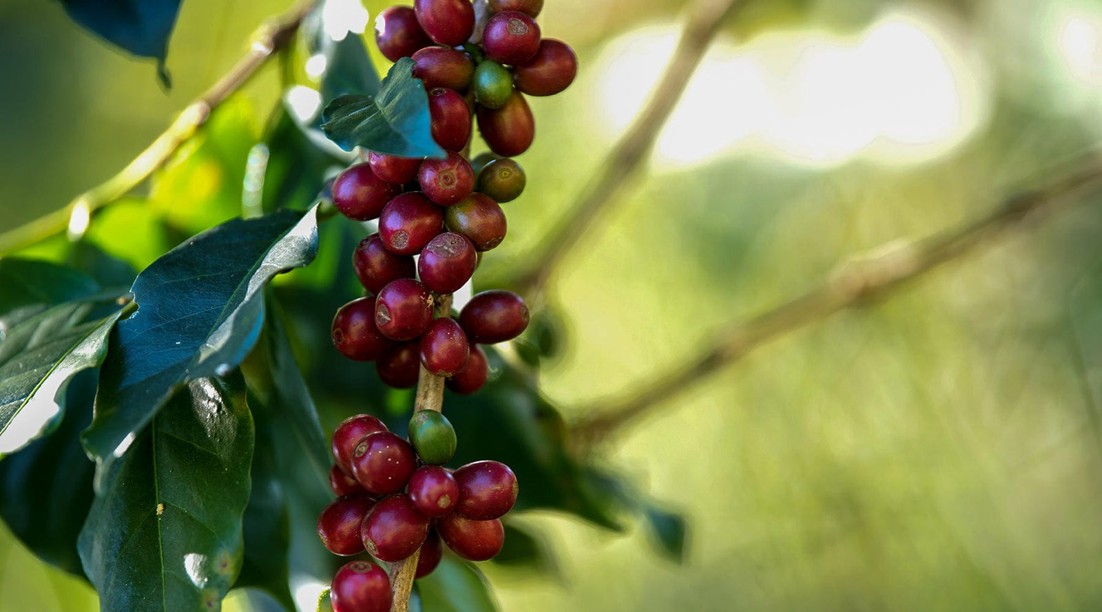 Brazil: Cerrado Paubrasil Natural - Loom Coffee Co.