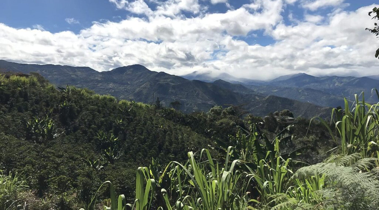 Colombia: Galeras Sugarcane Decaf - Loom Coffee Co