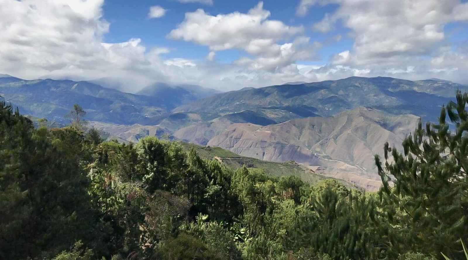 Colombia: Galeras Sugarcane Decaf - Loom Coffee Co