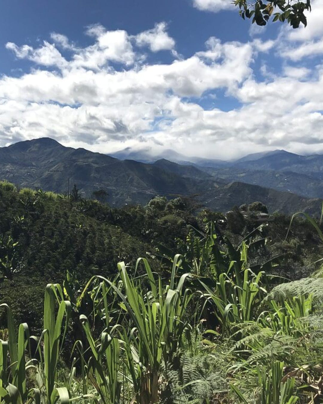Colombia: Galeras Sugarcane Decaf - Loom Coffee Co