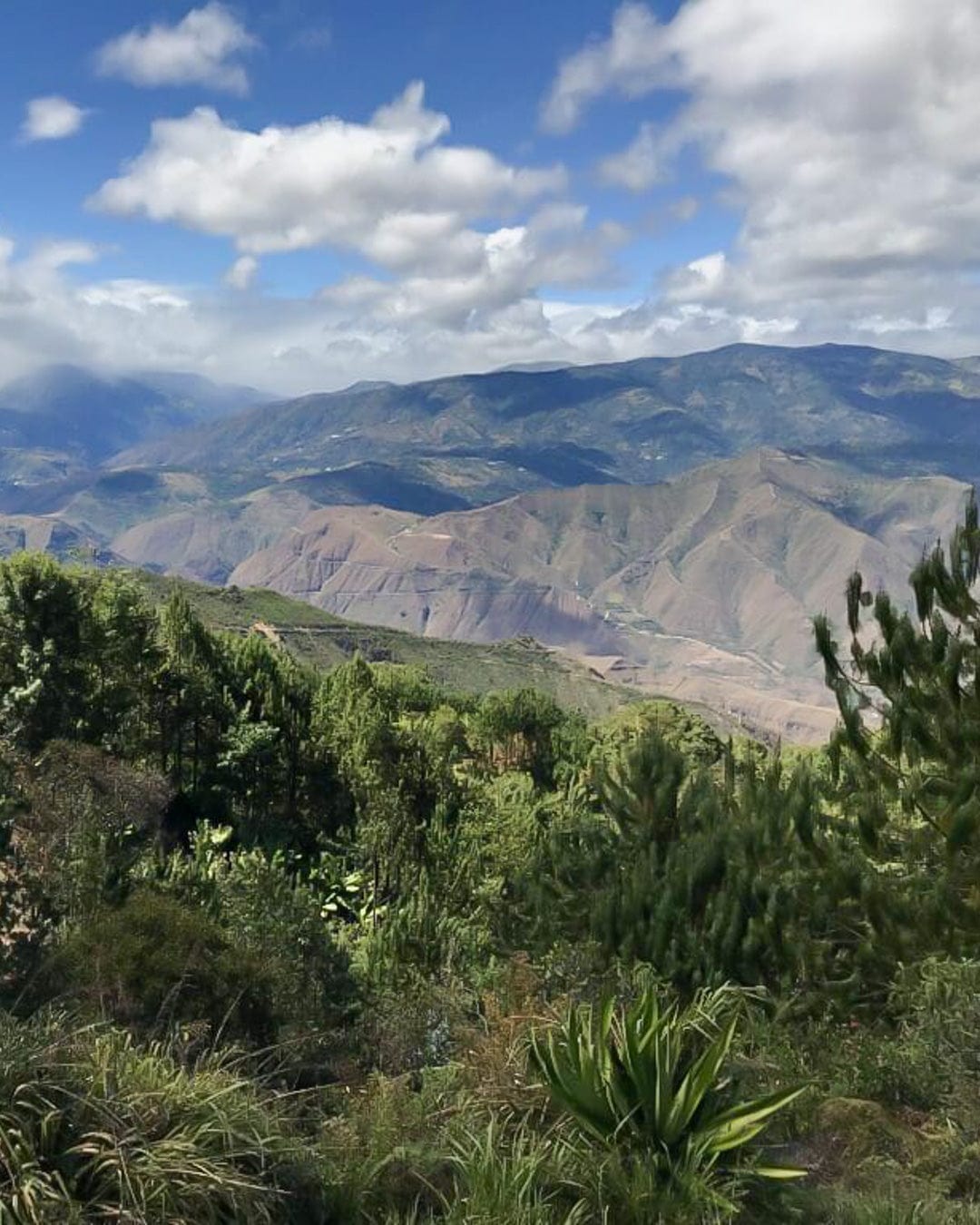 Colombia: Galeras Sugarcane Decaf - Loom Coffee Co