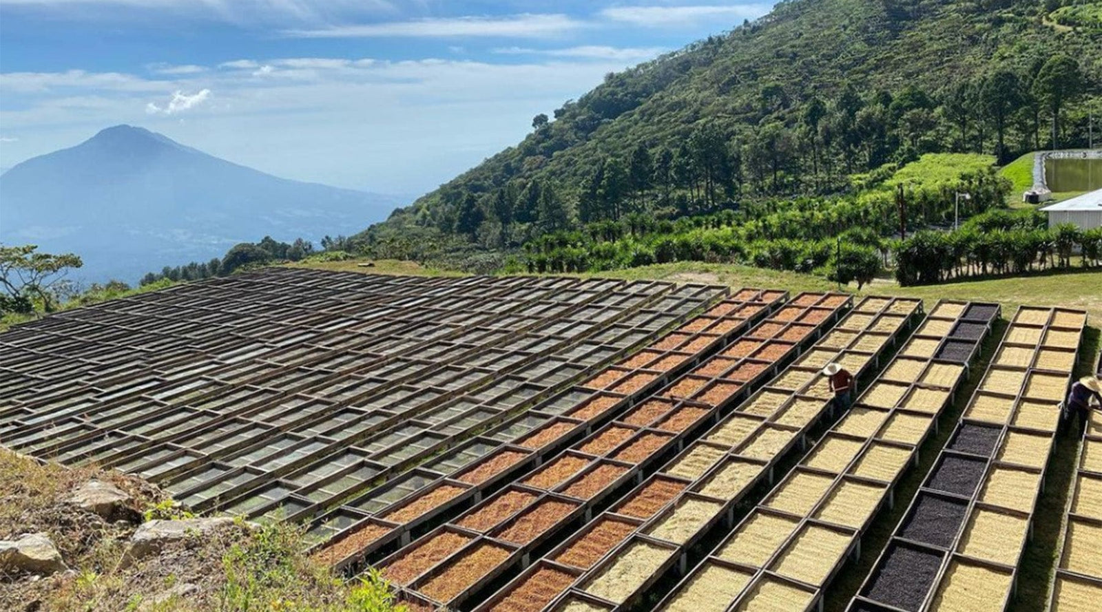 El Salvador: Los Pirineos Honey Bourbon - Loom Coffee Co.