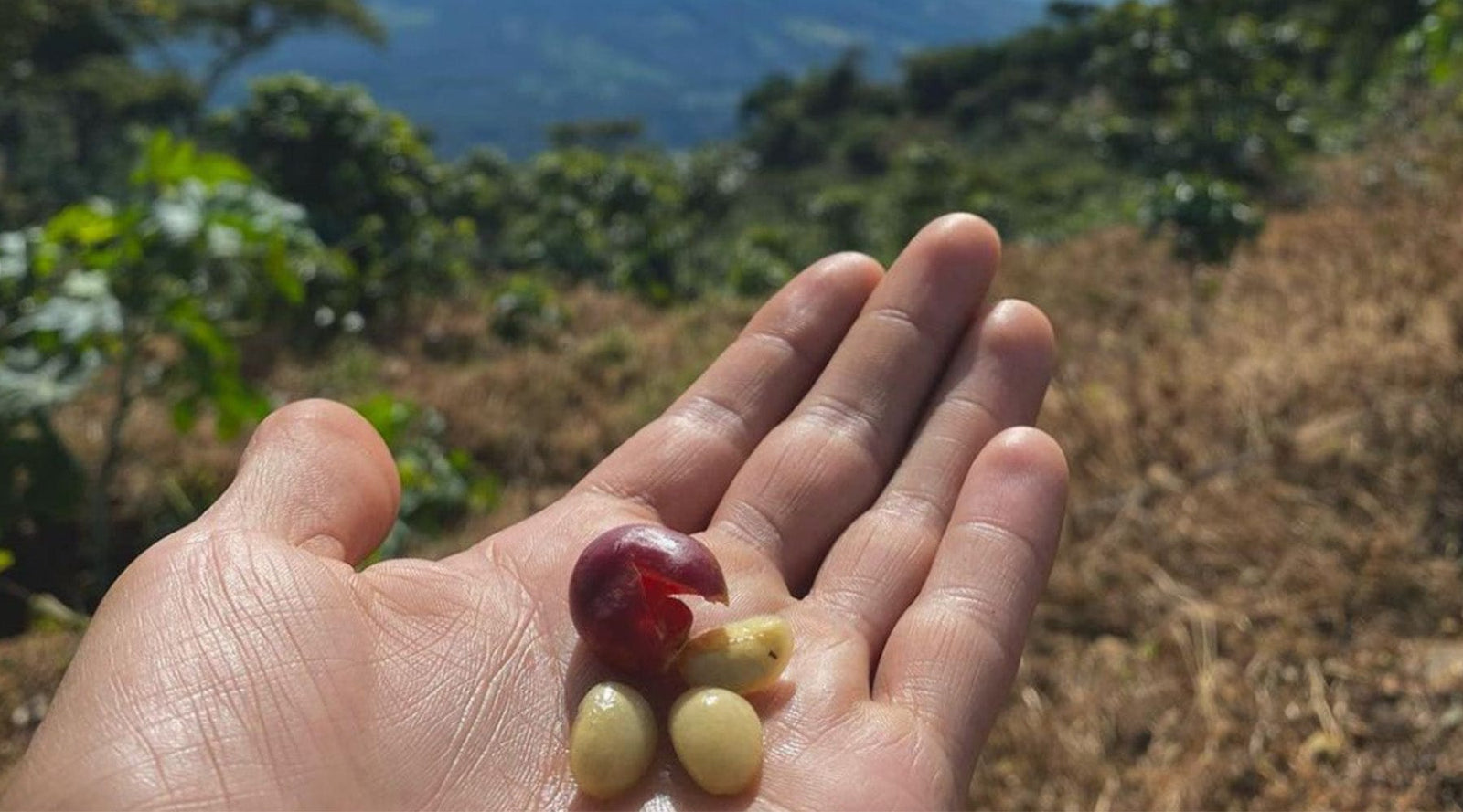 El Salvador: Los Pirineos Honey Bourbon - Loom Coffee Co.