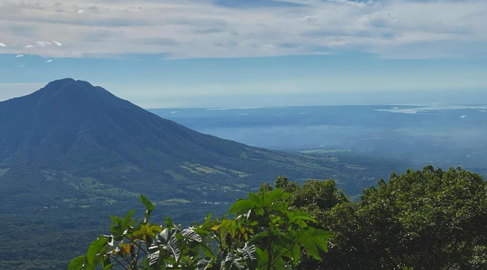El Salvador: Los Pirineos Honey Bourbon - Loom Coffee Co.