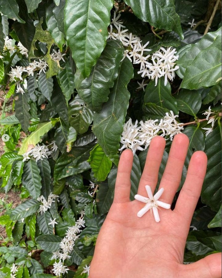 El Salvador: Los Pirineos Honey Bourbon - Loom Coffee Co.