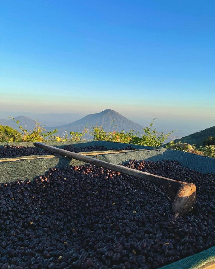 El Salvador: Los Pirineos Honey Bourbon - Loom Coffee Co.