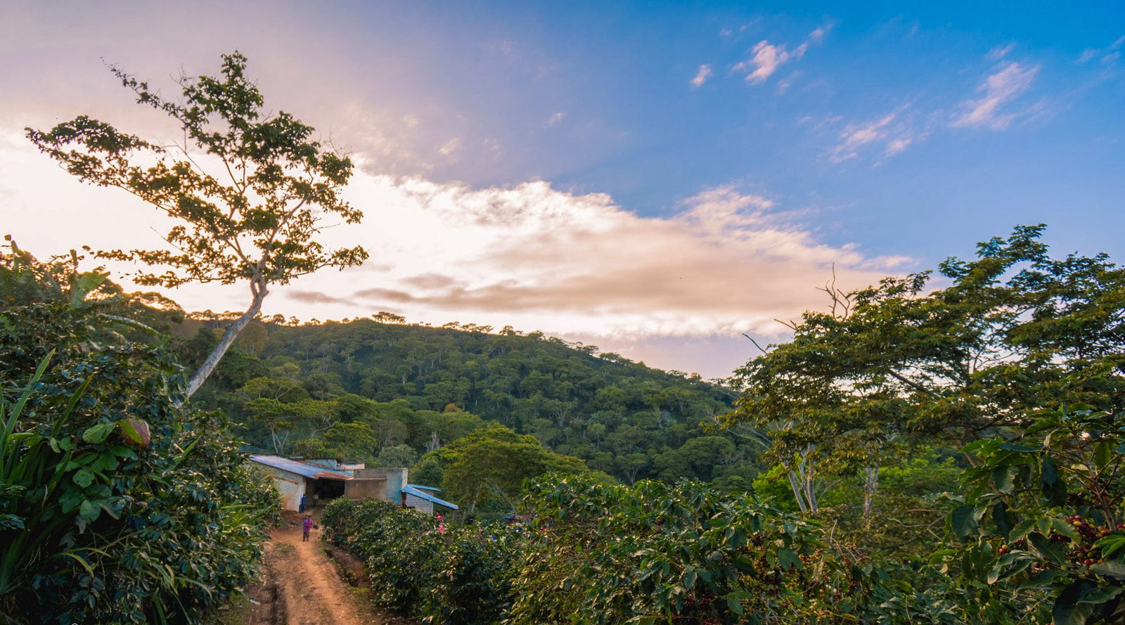 Tres Pinos, Honduras: Santa Lucia Reserve - Loom Coffee Co.