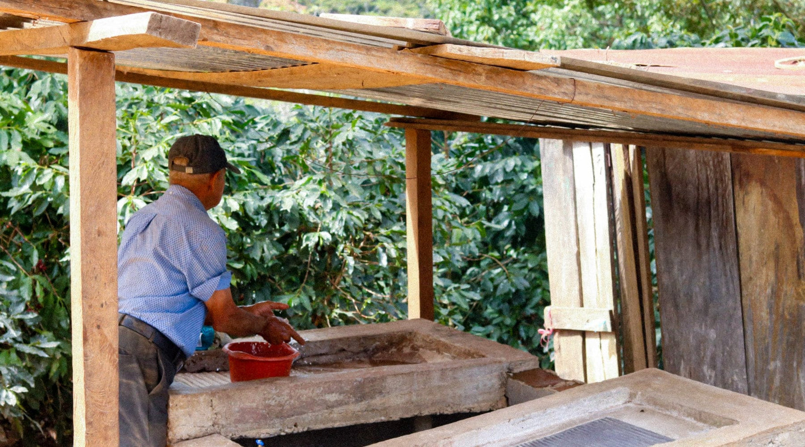 Tres Pinos, Honduras: Santa Lucia Reserve - Loom Coffee Co.