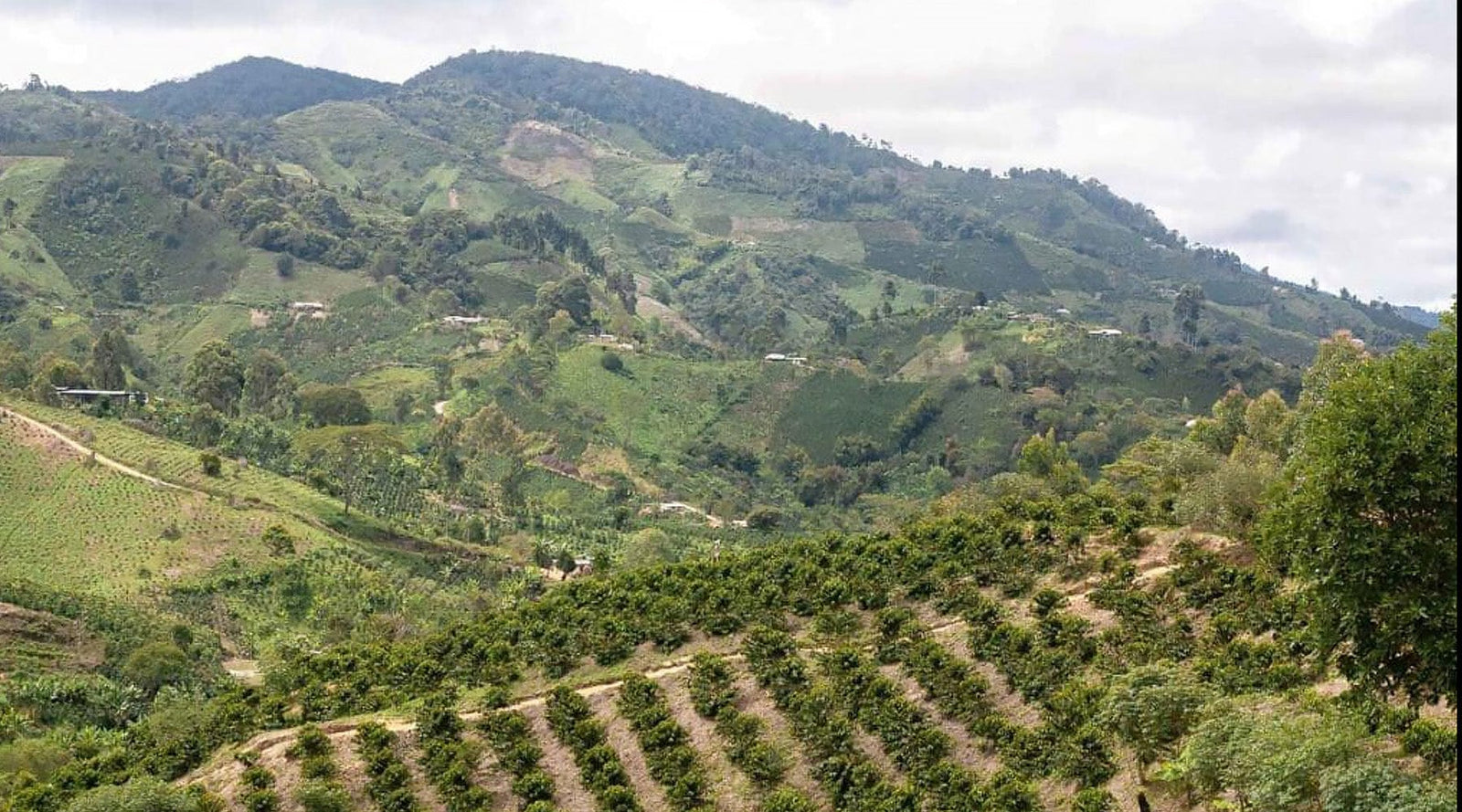 Rodrigo Sánchez Passionfruit Co-ferment - Loom Coffee Co.