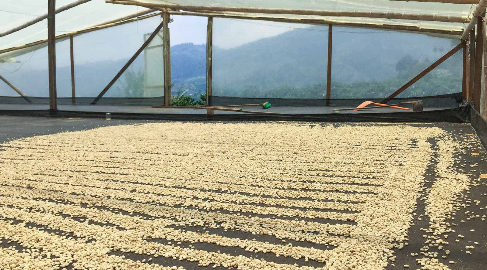 Loom Coffee Co. - Greensboro NC Worker-Owned Specialty Coffee Roastery